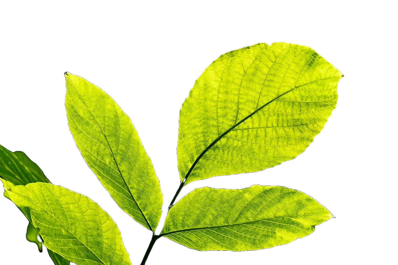 leaf-image