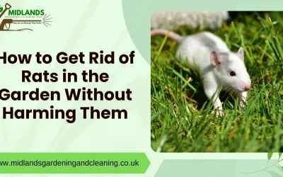 Eco-Friendly Rat Control in the West Midlands