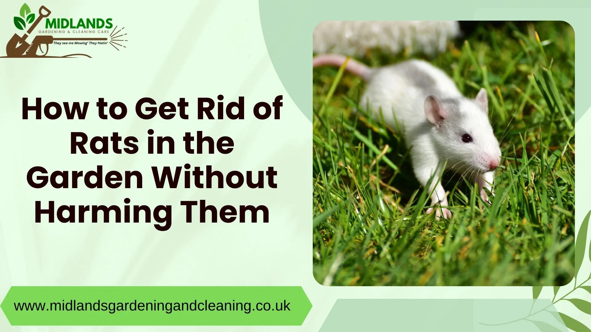 Safely Whisk Rats Away with Midlands Gardening Magic