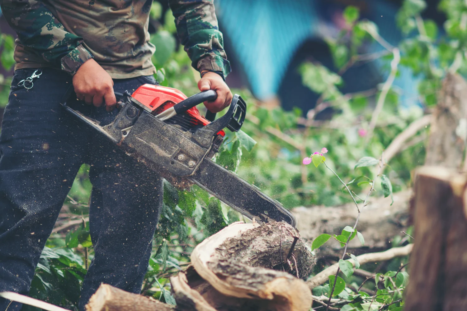 Small Tree Cutting & Removal